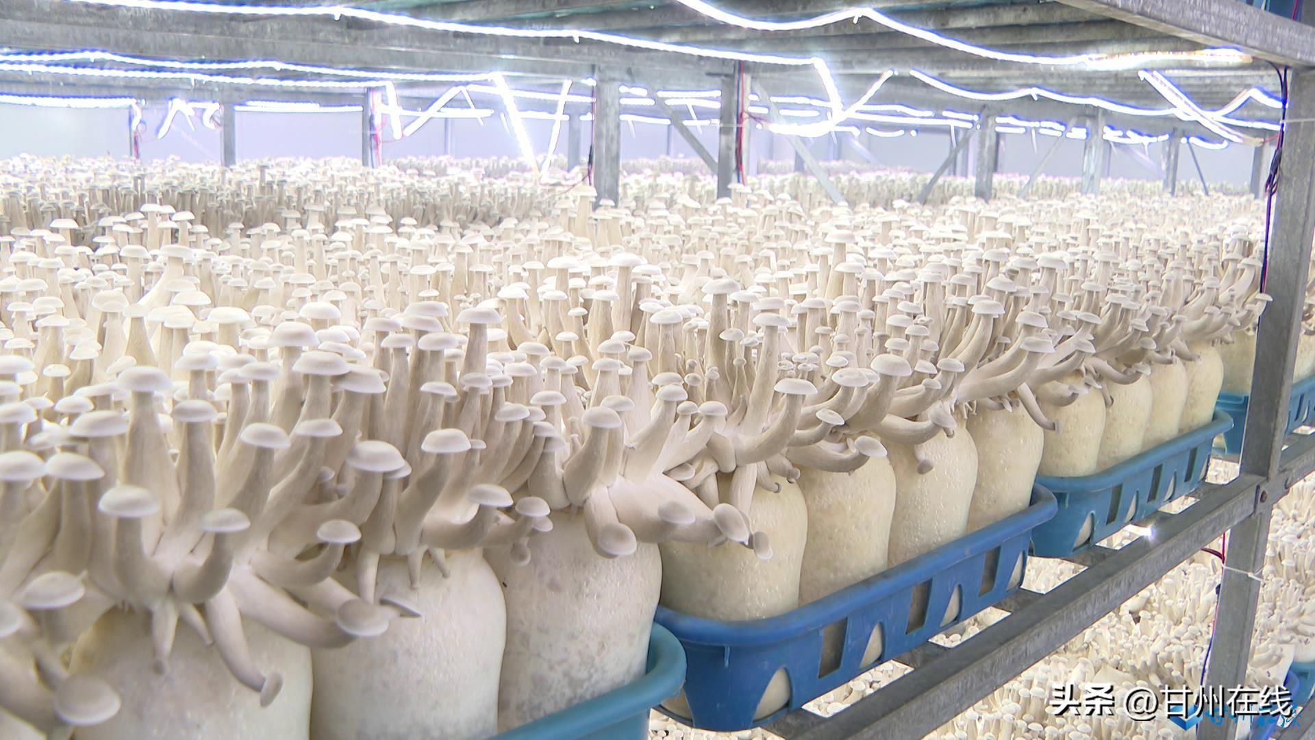 甘肅神農菇業 工廠化量產鹿茸菇，開拓海鮮風味新市場